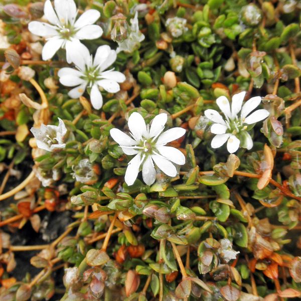 Stellaria humifusa Svalbard Longyearbyen 2014 4 A.Elven a